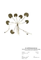 藏品(雷公根)的圖片